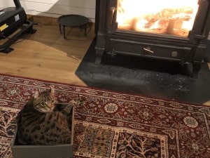 薪ストーブと猫